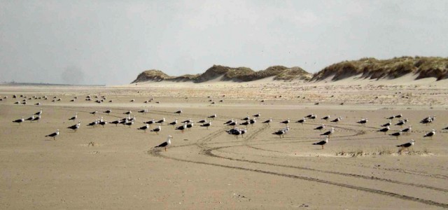Die Tierwelt auf Norderney