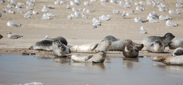 Seehunde in der Nordsee vor Norderney